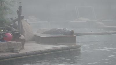 Seeloewen im Morgennebel   gleich kommt der Fisch