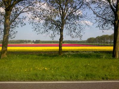 Eins von vielen farbenfrohen Tulpenfeldern ...