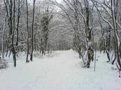 Winterwald