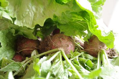 frisch eingetroffen aus dem garten unserer freunde;lecker