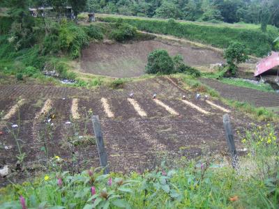 Nach wenigen Minuten begegnen wir den Kartoffelfeldern, die uns in Panama doch ziemlich fehl am Platz vorkommen.