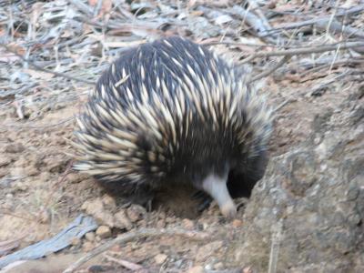 <% image name="echidna" %>