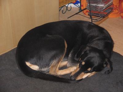 Brandlbracke Tara beim Schlummern