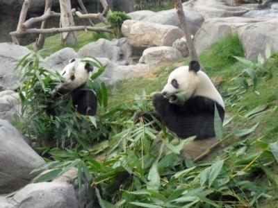 Ein Pandap&auml;rchen beim Futtern...