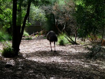 Emu - or big bird Emu - or big bird