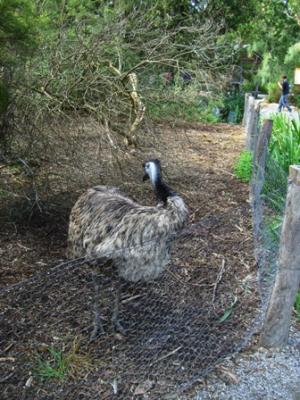 Emu 2 Emu 2