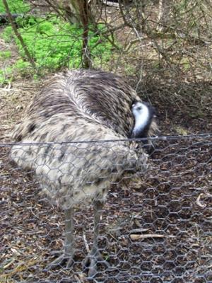 Emu 3 Emu 3