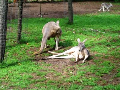 Kangaroos 2 Kangaroos 2