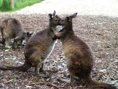 Kangaroo Kangaroo