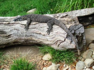 Goanna Goanna