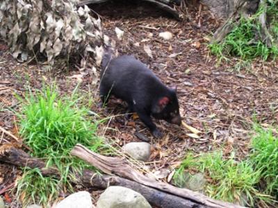 Tasmanian Devil Tasmanian Devil