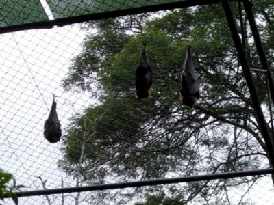 Fruit Bats Fruit Bats
