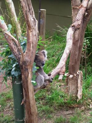 Koalas Koalas