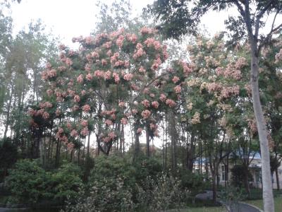Im Park mit Jane - B&auml;ume, deren Bl&uuml;ten je nach Jahreszeit die Farbe wechseln