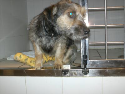 Hund