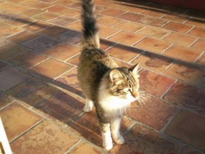 Pascha