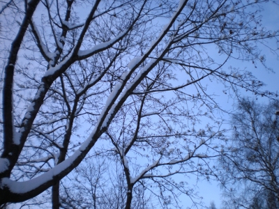 [Bild: eingeschneiter Baum]