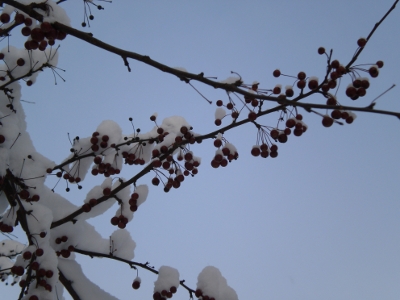 [Bild: Zweig mit Beeren und Schnee]