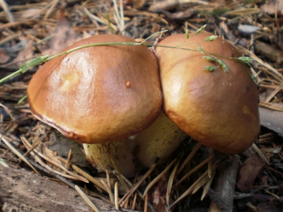 [Foto: zwei Pilze im Wald]