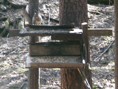 [Foto: Eichhörnchen auf Fütterungsplattform im Wald]