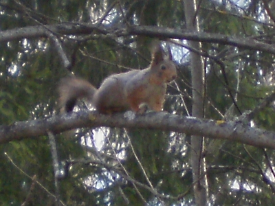 [Foto: ein junges Eichhörnchen in einer Kiefer]