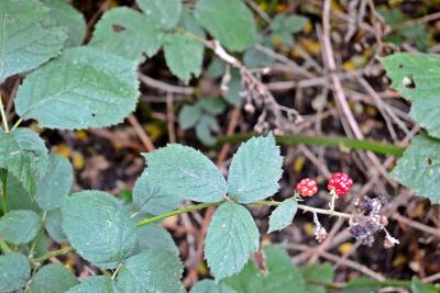 Es gibt noch welche, man muss nur aufmerksam sein. Es gibt noch welche, man muss nur aufmerksam sein.
