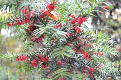 Rote Früchte, immergrün und edel. Rote Früchte, immergrün und edel.