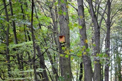 Bäume und ein einzelnes Vogelhäuschen. Bäume und ein einzelnes Vogelhäuschen.