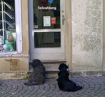 Dogs in front of door. (novala) Dogs in front of door. (novala)