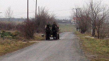 Country road and horse carriage. (novala) Country road and horse carriage. (novala)