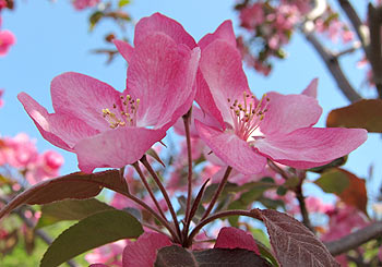 Flowers. (novala) Flowers. (novala)
