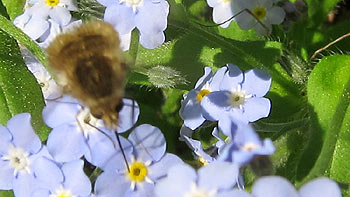 Flowers. (novala) Flowers. (novala)