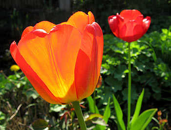 Flowers. (novala) Flowers. (novala)