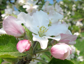 Flowers. (novala) Flowers. (novala)