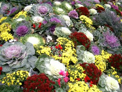 Was hier noch so alles bl&uuml;ht...