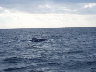 Whale Watching (4)