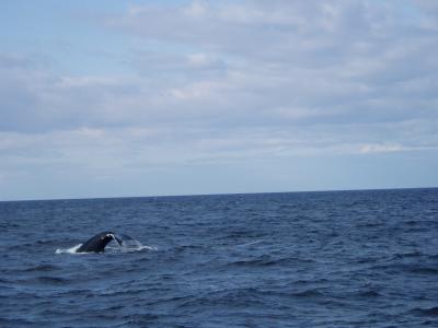 Whale Watching (3)