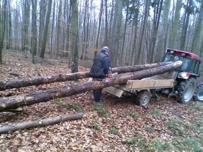 im wald arbeiten