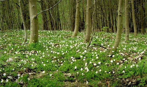 Buschwindroeschen