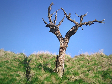 a dread tree