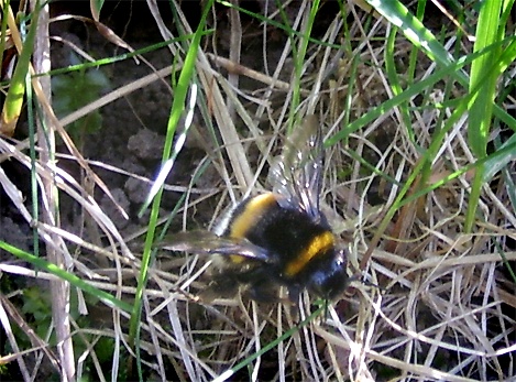 Erdhummel