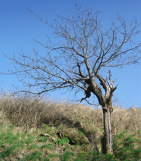 Alter Kirschbaum im April