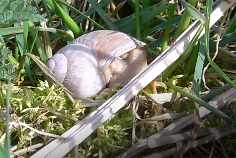 Weinbergschnecke