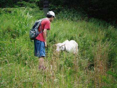 Saku yuenchi, Yasushi to yagi 
