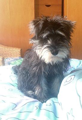 Neuer Hund weckt mich am Sonntag Neuer Hund weckt mich am Sonntag