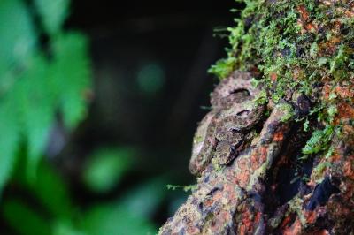 Costa rica snake