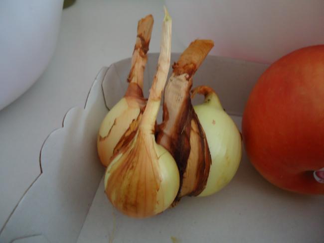 selbst gezogene Zwiebeln selbst gezogene Zwiebeln