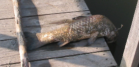 Toter Fisch auf einem Steg