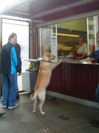 Berlin loves animals