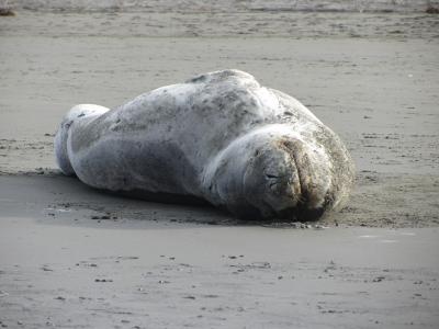 Leopard Seal in New Brighton, Christchurch